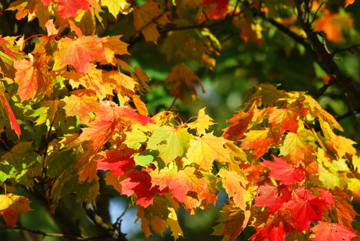 autumn-leaves-red